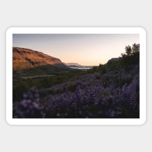 Field of Lupine Flowers During Sunset in Iceland Sticker